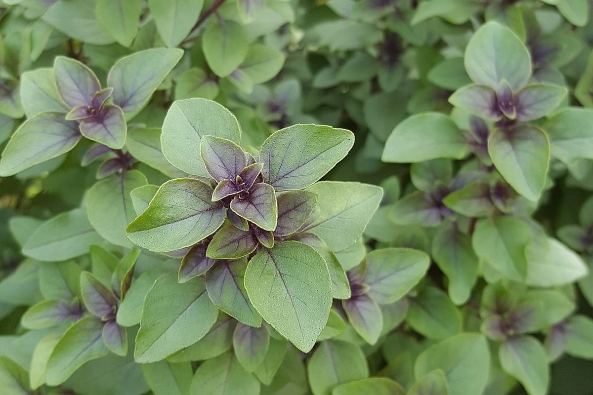 Tulsi Stotra - Powerful Vedic hymn for Tulsi Mata's blessings